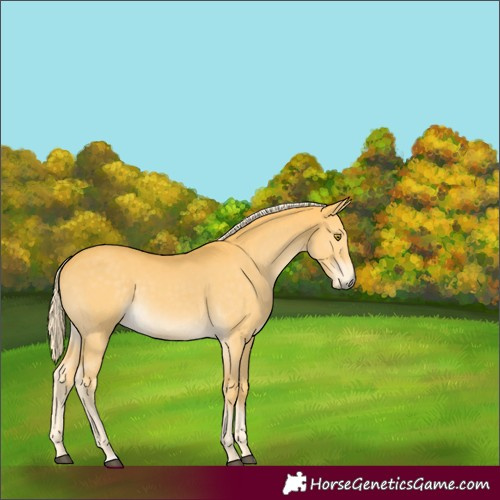 Horse Color:Palomino 