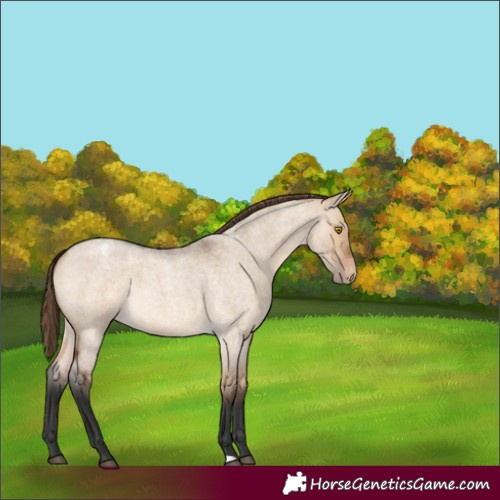 Horse Color:Bay Roan Dun Varnish 