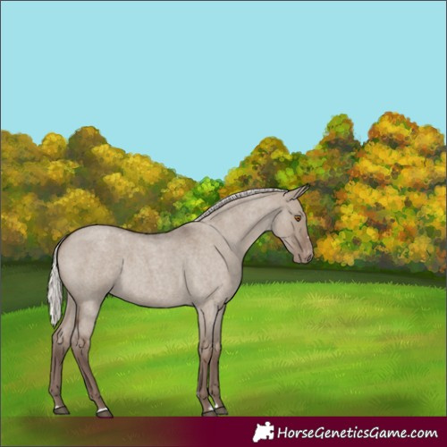 Horse Color:Silver Grullo Roan Varnish 
