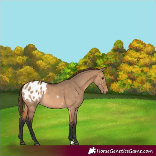 Horse Color:Bay Dun Appaloosa Rabicano 