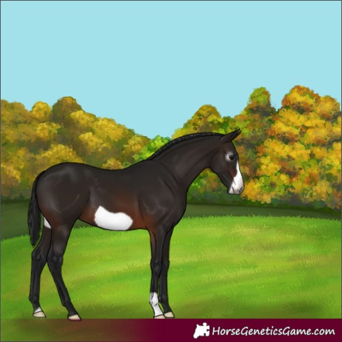 Horse Color:Gray Bay Frame 