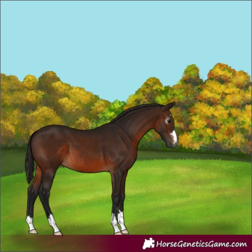 Horse Color:Gray Bay 
