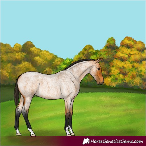 Horse Color:Gray Buckskin Roan 