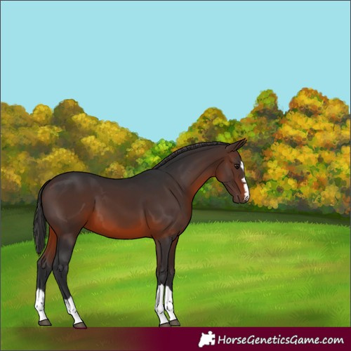 Horse Color:Brown 