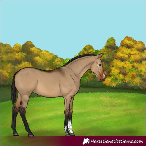 Horse Color:Gray Bay Dun Sabino Rabicano 