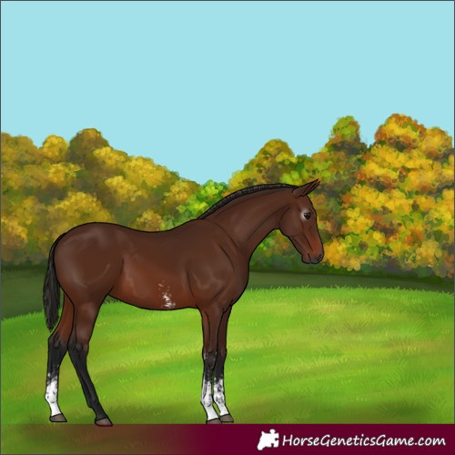 Horse Color:Gray Bay Sabino 