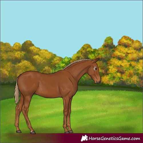 Horse Color:Gray Chestnut 