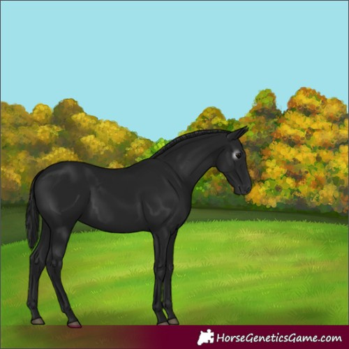 Horse Color:Gray Black 