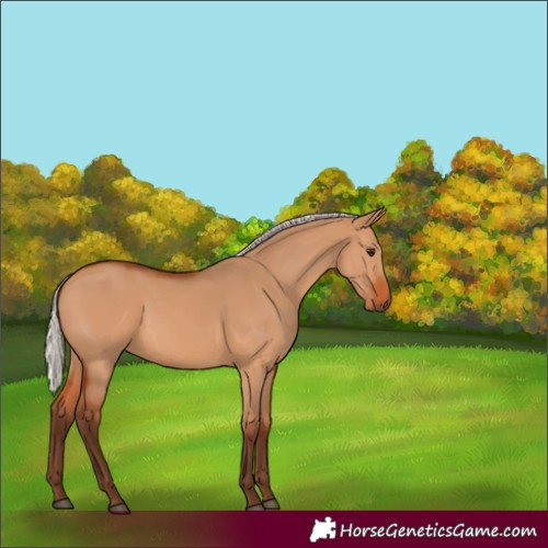 Horse Color:Silver Bay Dun 