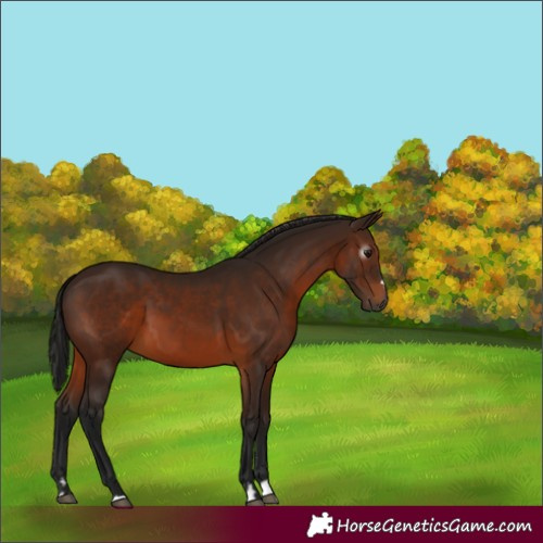 Horse Color:Gray Bay 