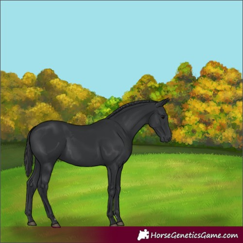 Horse Color:Black 