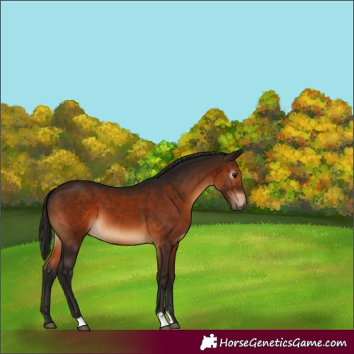 Horse Color:Gray Bay 