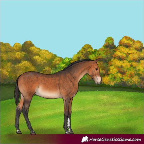 Horse Color:Bay 