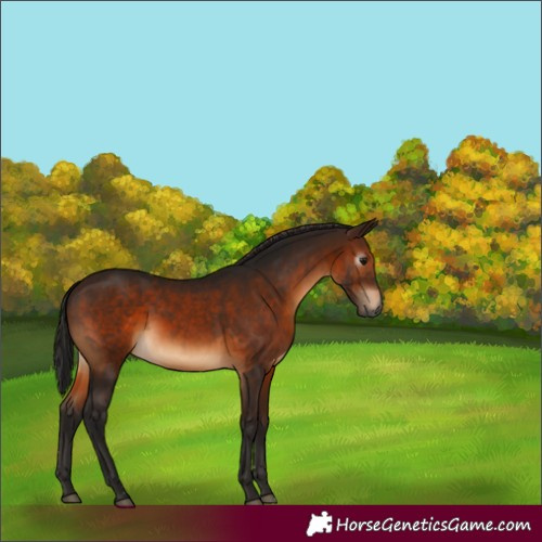 Horse Color:Gray Bay 