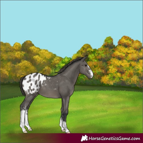 Horse Color:Grullo Sabino Appaloosa 