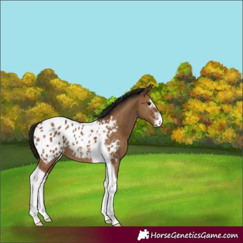 Horse Color:Gray Bay Dun Sabino Tobiano Appaloosa Rabicano 