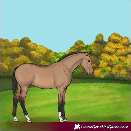 Horse Color:Bay Dun 