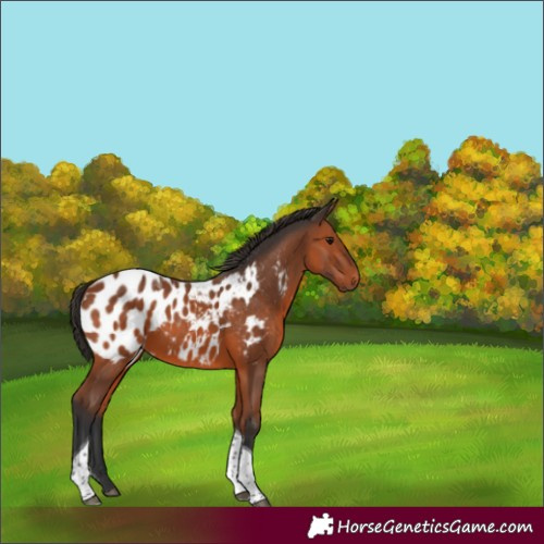 Horse Color:Bay Tobiano Appaloosa 
