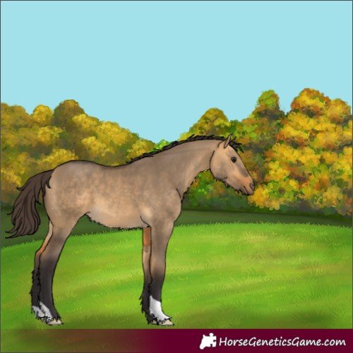 Horse Color:Unknown 