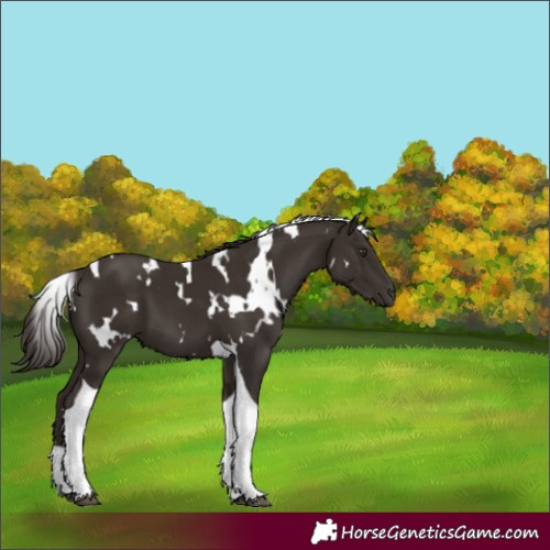Horse Color:Unknown 