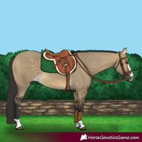 Horse Color:Buckskin Dun 