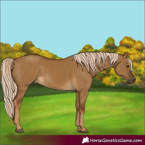 Horse Color:Chocolate Palomino Dun 