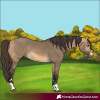 Horse Color:Buckskin Dun 