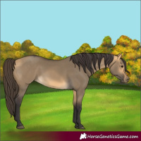 Horse Color:Buckskin Dun