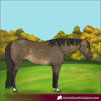 Horse Color:Buckskin Dun 