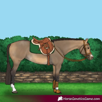 Horse Color:Buckskin Dun Rabicano 