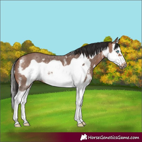 Horse Color:Bay Sabino Splash Frame 