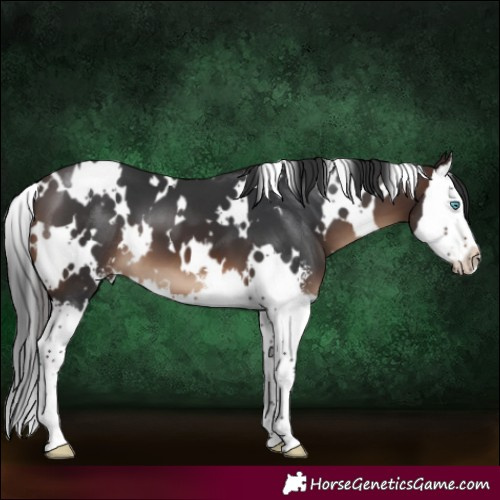 Horse Color:White Spotted Brown Sabino Splash 