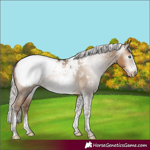 Horse Color:Gray Silver Buckskin Pearl Sabino Tobiano Frame Appaloosa 