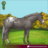 Horse Color:Silver Black Sabino Blanket 
