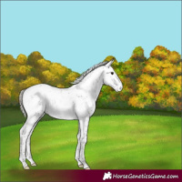 Horse Color:Gray Silver Smoky Black Sabino Appaloosa Rabicano 