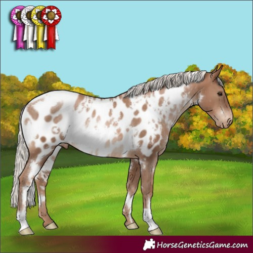 Horse Color:White Spotted Silver Black Pearl Appaloosa Rabicano 