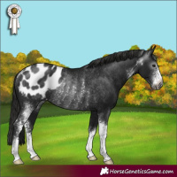 Horse Color:Gray Black Sabino Appaloosa Rabicano