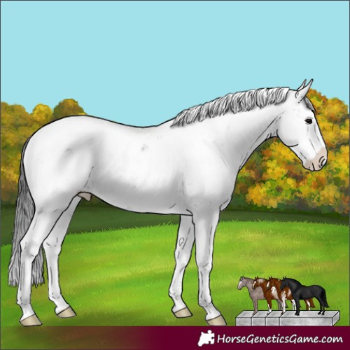 Horse Color:Black Sabino Appaloosa 