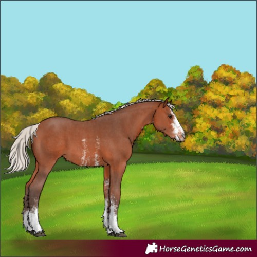 Horse Color:Unknown