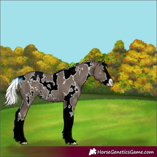 Horse Color:Unknown 
