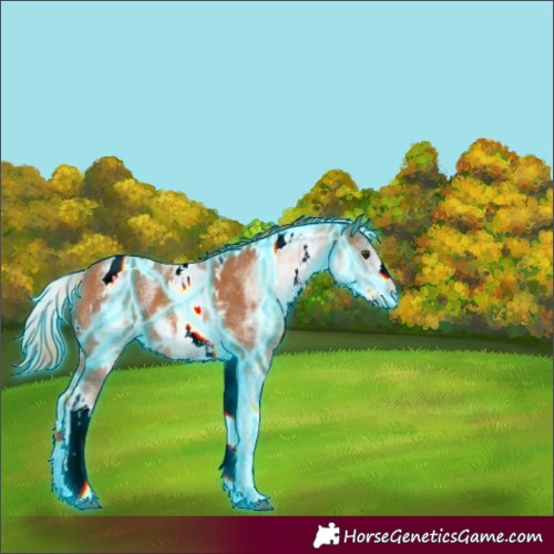 Horse Color:Unknown 