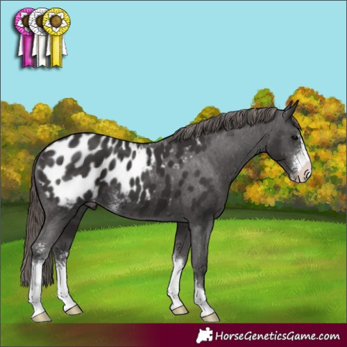 Horse Color:Smoky Black Sabino Appaloosa 