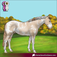 Horse Color:White Spotted Smoky Black Pearl Sabino