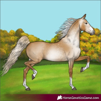 Horse Color:Gray Palomino Dun Rabicano 