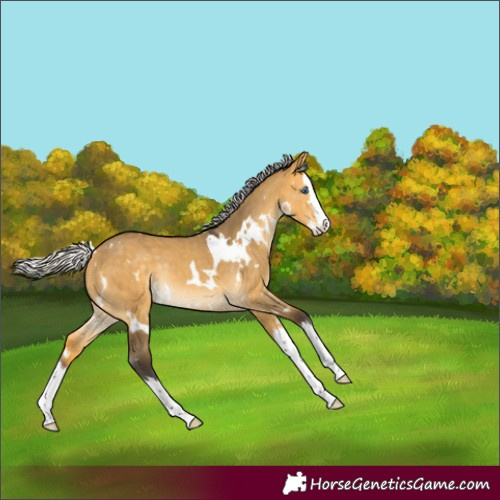 Horse Color:White Spotted Silver Buckskin Dun Splash Rabicano 