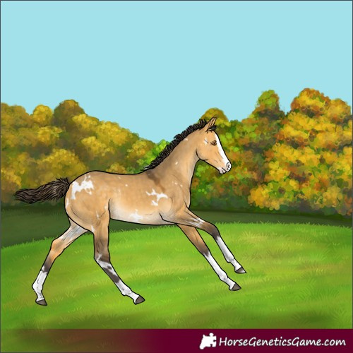 Horse Color:White Spotted Buckskin Dun Splash Rabicano