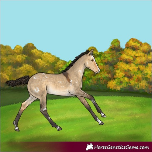 Horse Color:White Spotted Buckskin Dun Splash Rabicano