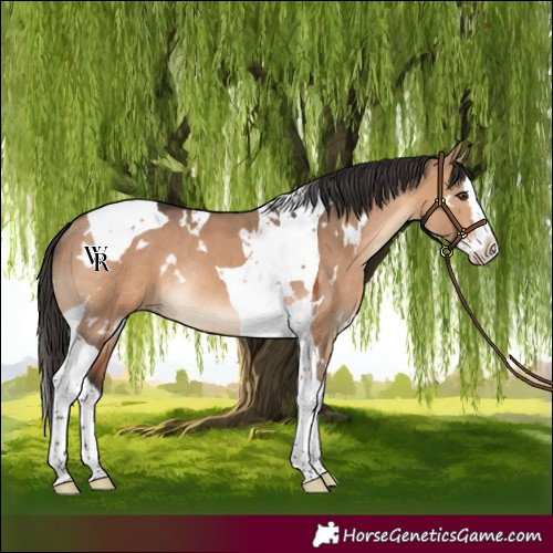 Horse Color:White Spotted Bay Dun Splash Tobiano Rabicano 