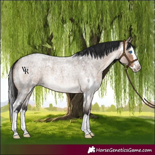 Horse Color:White Spotted Brown Roan Dun Splash Rabicano 