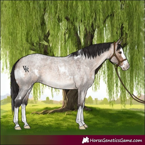 Horse Color:White Spotted Brown Roan Dun Splash Rabicano